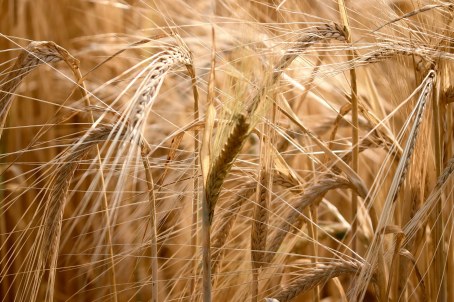 Escrow Agent Services For Commodities